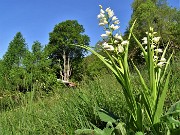 29 Cephalanthera logifollia (Cefalantera maggiore) 